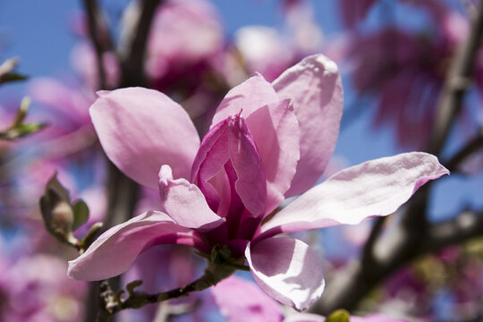 Close-up of Magnolia Blossoms