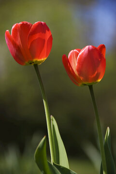 Red Tulips, Commissioners Park at Dow's Lake, Ottawa, Ontario, Canada