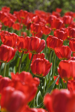 Red Tulips, Commissioners Park at Dow's Lake, Ottawa, Ontario, Canada
