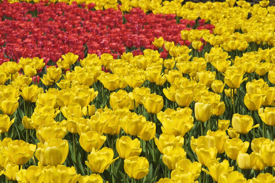 Red and Yellow Tulips, Commissioners Park at Dow's Lake, Ottawa, Ontario, Canada