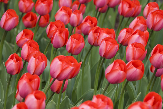 Tulips, Commissioners Park at Dow's Lake, Ottawa, Ontario, Canada