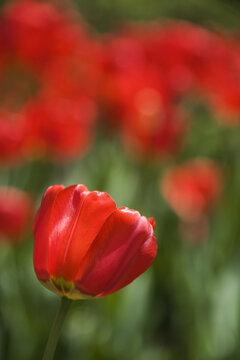 Red Tulips, Commissioners Park at Dow's Lake, Ottawa, Ontario, Canada