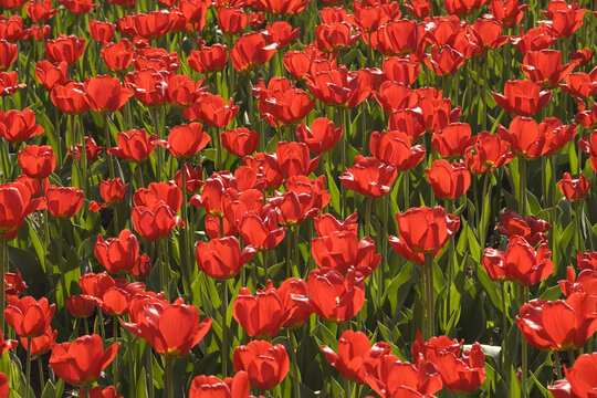 Tulips, Commissioners Park at Dow's Lake, Ottawa, Ontario, Canada