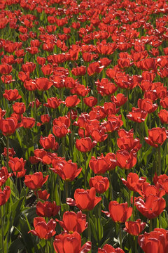 Tulips, Commissioners Park at Dow's Lake, Ottawa, Ontario, Canada