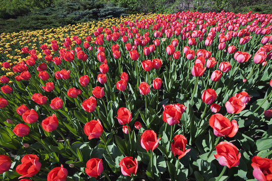 Tulips, Commissioners Park at Dow's Lake, Ottawa, Ontario, Canada