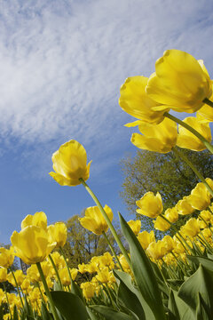 Tulips, Commissioners Park at Dow's Lake, Ottawa, Ontario, Canada