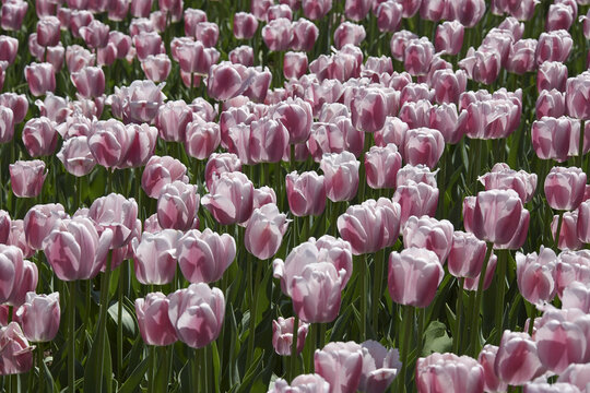 Tulips, Commissioners Park at Dow's Lake, Ottawa, Ontario, Canada