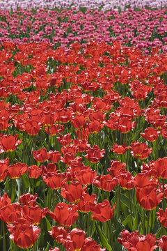 Tulips, Commissioners Park at Dow's Lake, Ottawa, Ontario, Canada