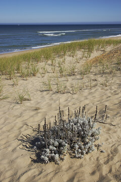 Dried Plants, Marconi Beach, Cape Cod National Seashore, Wellfleet, Cape Cod, Massachusetts, USA