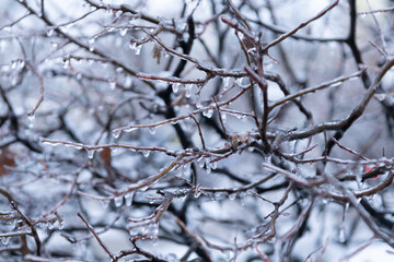 Fototapeta na wymiar closeup of icy twigs outside. winter nature season with icy branch. selective focus.