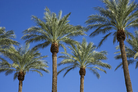 Palm Trees, Luxor Hotel and Casino, Paradise, Las Vegas, Nevada, USA