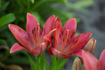 Beautiful pink-lilac lily flower with stamens and green leaves in garden nature. Blurred background.