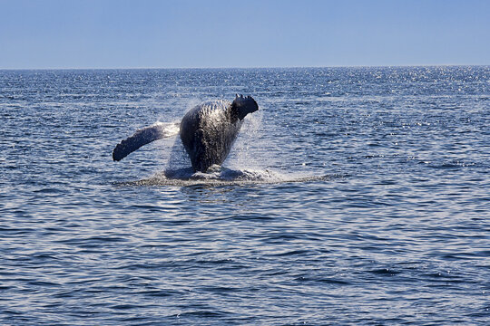 Humpback Whale Breaching, Stellwagen Bank, Gloucester, Cape Ann, Massachusetts, USA
