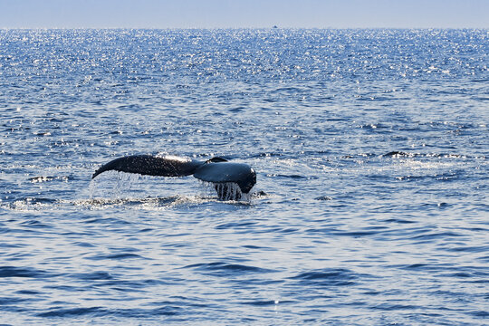 Humpback Whale Tail, Stellwagen Bank, Gloucester, Cape Ann, Massachusetts, USA