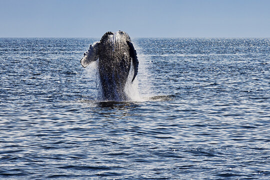 Humpback Whale Breaching, Stellwagen Bank, Gloucester, Cape Ann, Massachusetts, USA