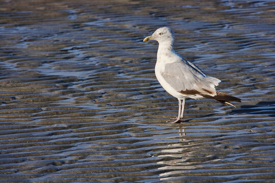 Seagull on Wingaersheek Beach at Low Tide, Gloucester, Cape Ann, Massachusetts, USA