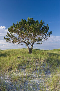 Lone Pine Tree on Sand Dunes, Wingaersheek Beach, Cape Ann, Massachusetts, USA