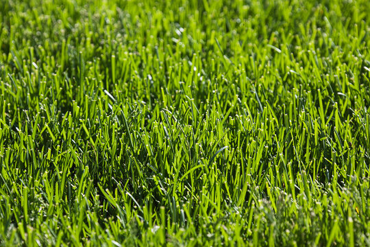 Close-up of Lawn in Spring, Ottawa, Ontario, Canada
