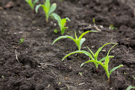 Row of Corn, Ottawa, Ontario, Canada