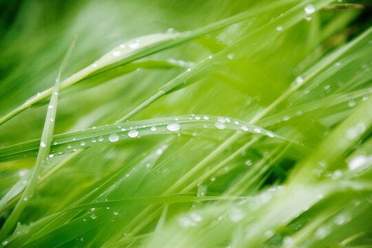 Close up of Dew on Grass, Ottawa, Ontario, Canada