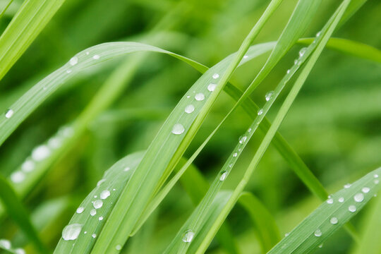 Close up of Dew on Grass, Ottawa, Ontario, Canada