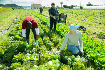 International team of farmers harvesting organic green lettuce crop on vegetable plantation