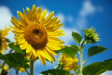 Sunflowers, Ottawa, Ontario, Canada