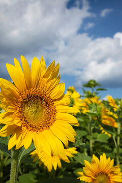 Sunflowers, Ottawa, Ontario, Canada
