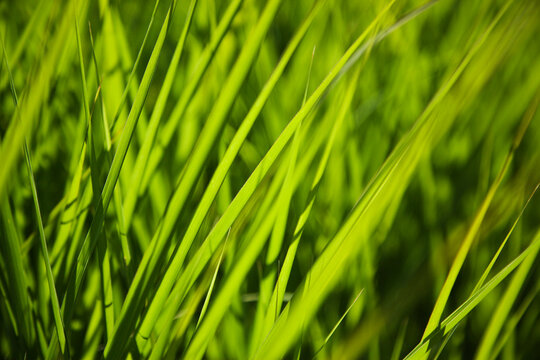 Close-up of Blades of Grass, Ottawa, Ontario, Canada