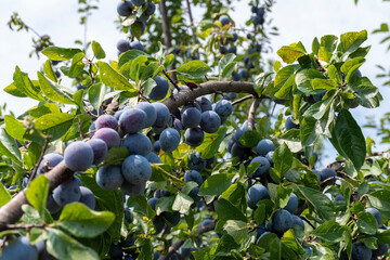 plums on the tree