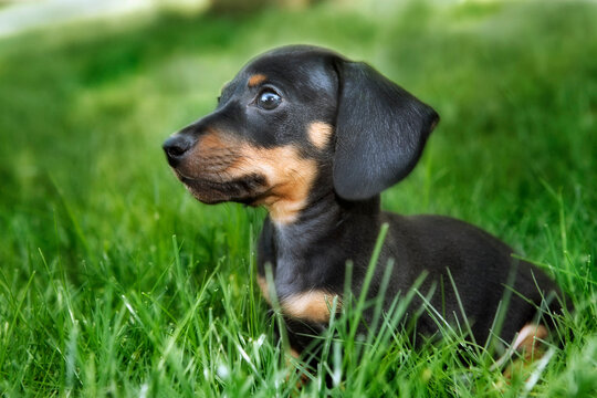 Dachshund Puppy in Grass