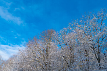Frosty deciduous trees in snow forest in winter skyward on blue sky