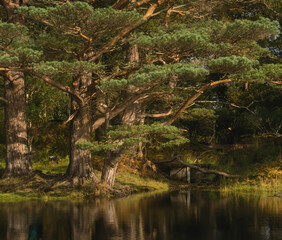 Green pine-tree reflected in the water. Ireland forest