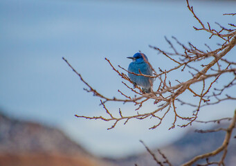 blue jay on a branch