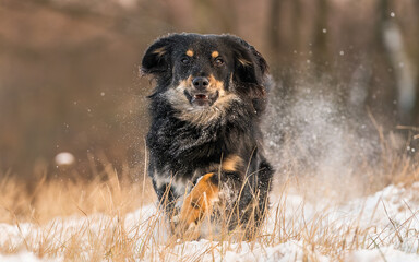 Biegnący pies w śniegu 