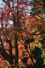 Autumn leaves at Hasedera in Nara