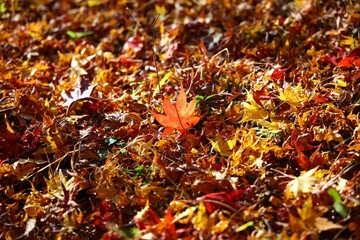Autumn leaves at Hasedera in Nara
