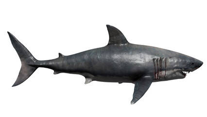 a shark on white background. great white shark in 3d. great white shark. a shark seen from the side