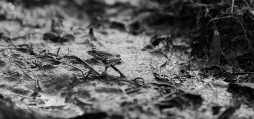 Frog in mud, Texas nature amphibian.