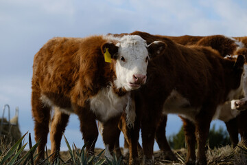 Hereford cattle shows young herd of calves closeup on Texas ranch for beef breed in agriculture.