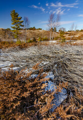 557-73 Winter Juniper Shore