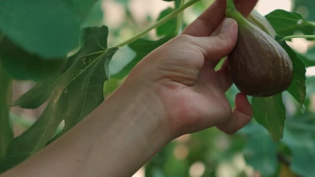 the girl collects figs. a woman's hand plucks figs from a large tree in close-up