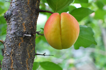 Apricots are ripening on a tree branch