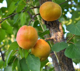 Apricots are ripening on a tree branch