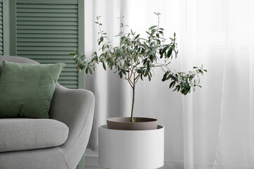 Decorative olive tree near light curtain in living room