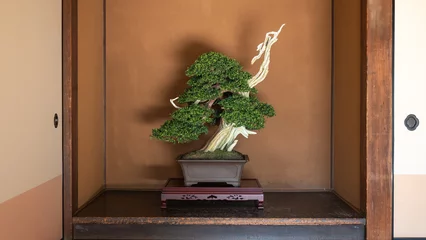 Fotobehang 立派な盆栽｜日本家屋 和室 床の間 © sima-box