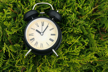 Vintage alarm clock on green coniferous bush