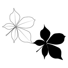 Set of vector chestnut leaf outline and silhouette black icon. Simple chestnut leaves illustration for logo. Realistic hand drawn leaves illustration set on white background.