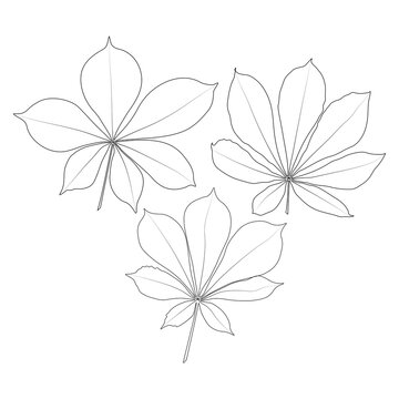 Set of vector chestnut leaf outline icon. Simple outline chestnut leaves illustration for logo. Realistic hand drawn leaves illustration set on white background.