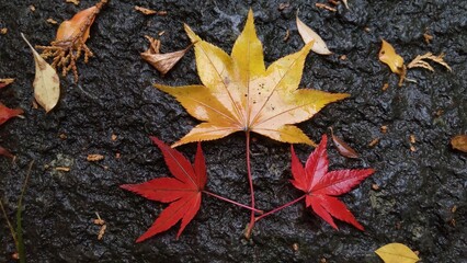 雨に濡れた赤と黄色のもみじ